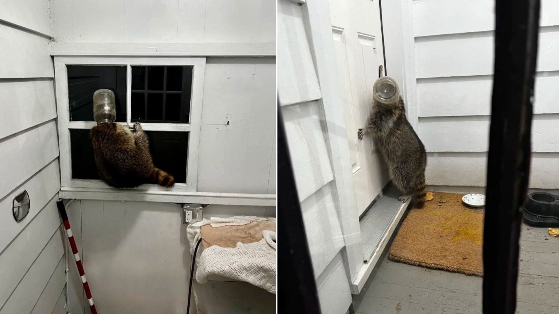 Connecticut Animal With A Jar On Its Head Shows Up At A Family’s Door And Knocks For Help