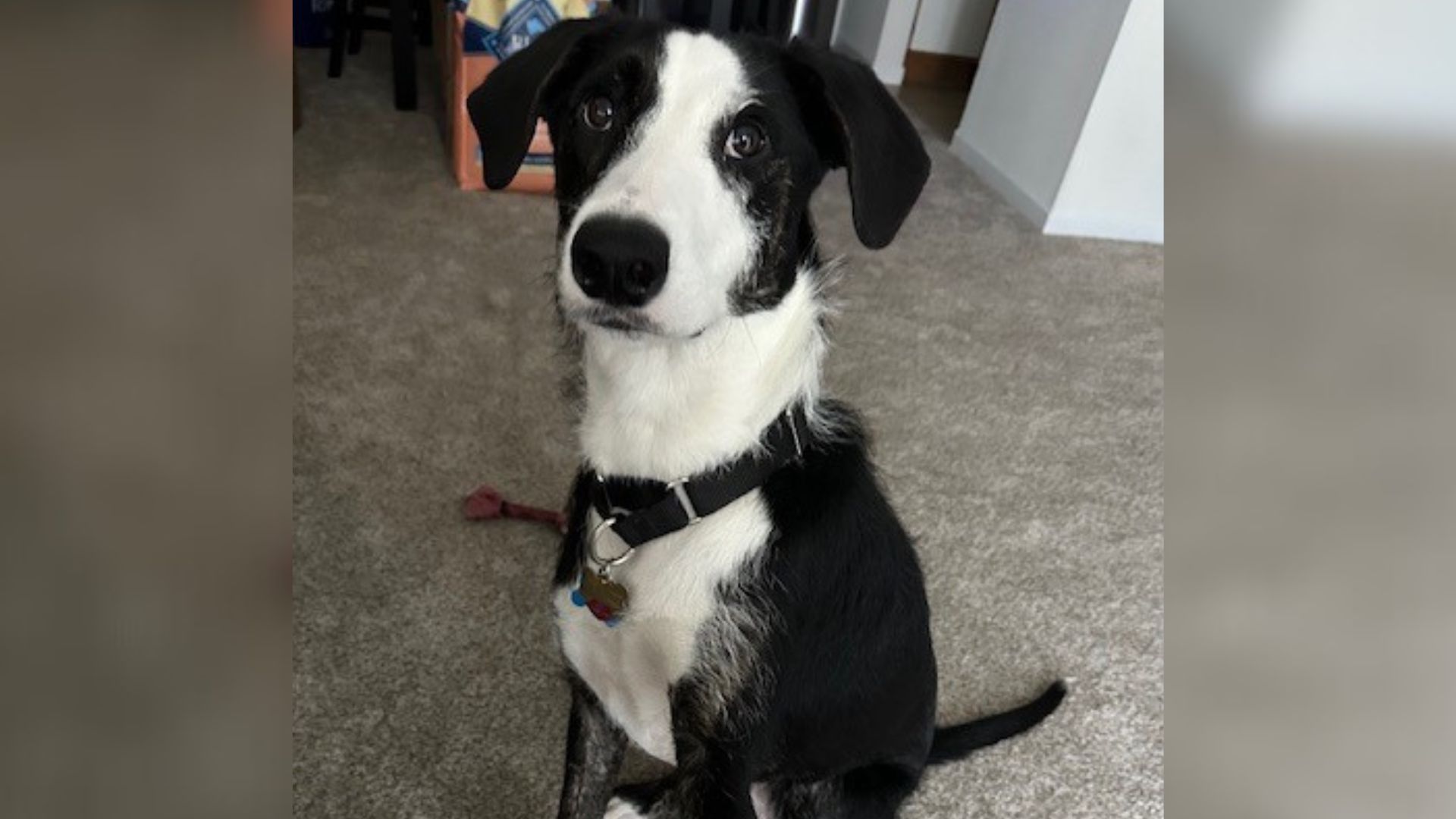 Connecticut Dog Surrendered And Heartbroken After Owners Say He’s No Longer A Fit