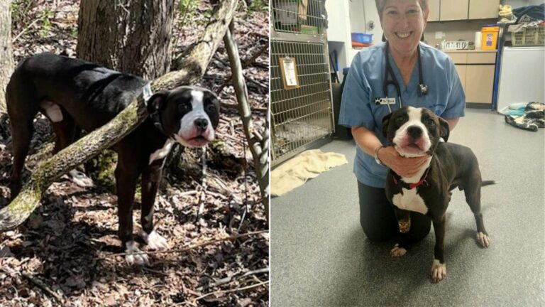 dog found tied to a tree