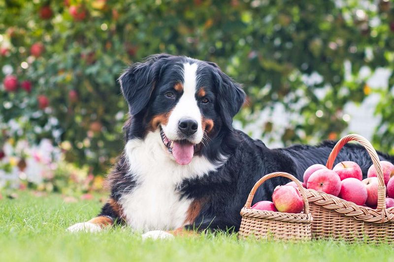 Outdoor Fall Festivals, Orchards, And Markets That Allow Leashed Dogs