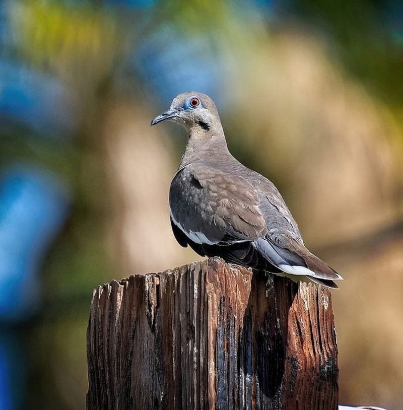 White-winged Dove