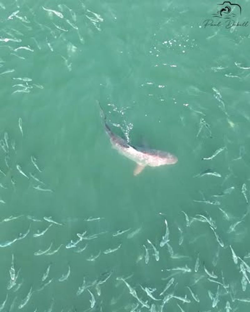 Sharks