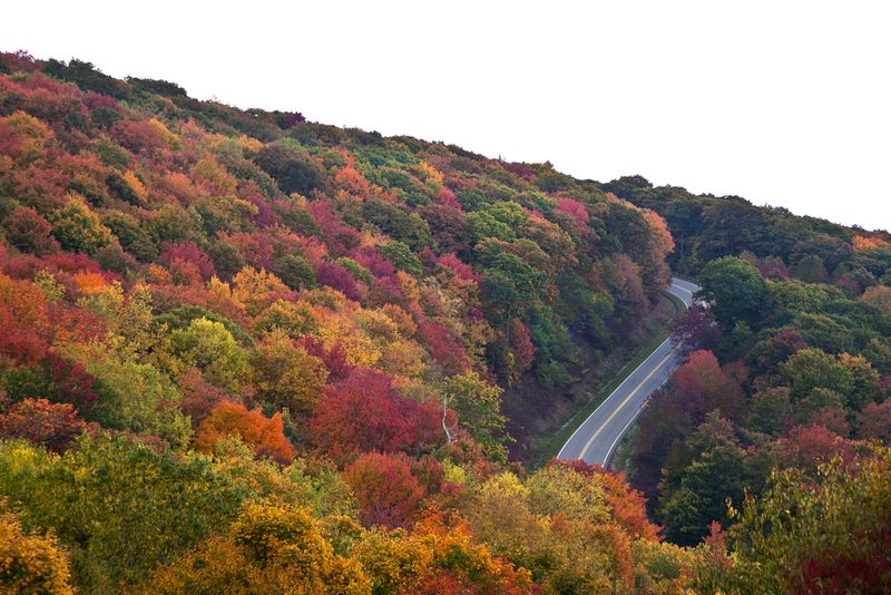 Vibrant Red-Gold Leaf Backdrops On Every Trail