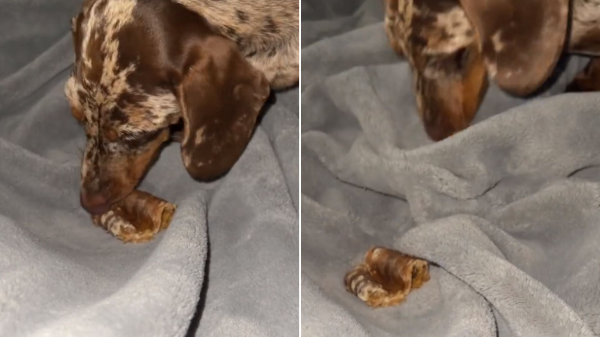 Cute Dachshund Puppy