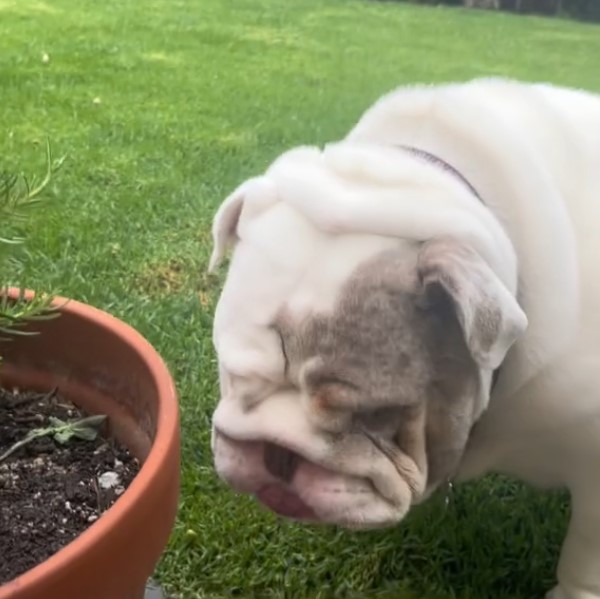 Cute bulldog