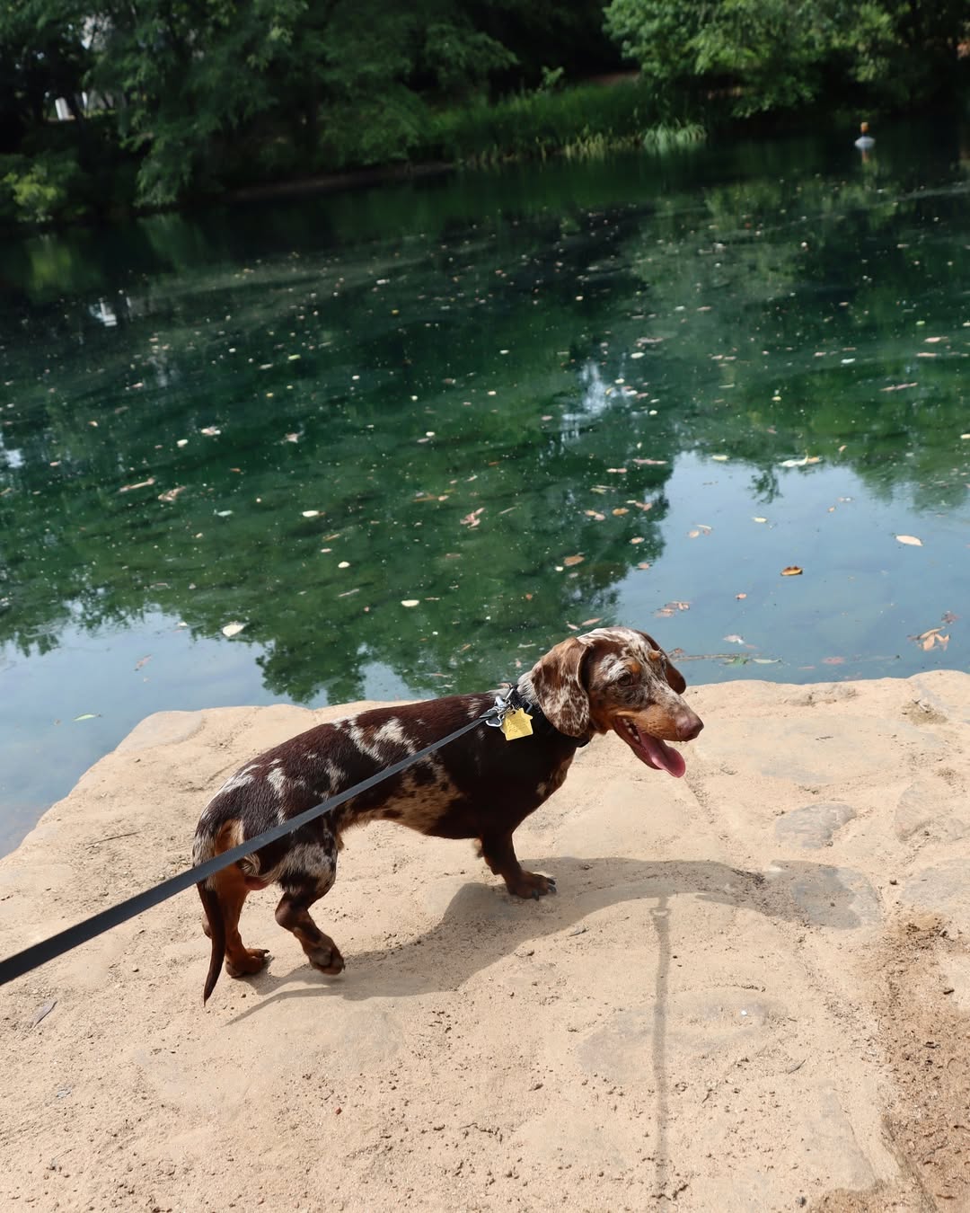 Dachshund on leash