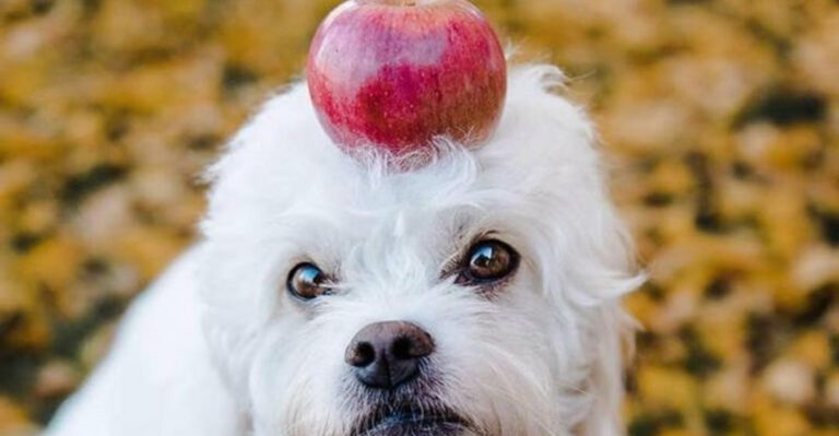 Dog-Friendly Apple Orchards Across Michigan