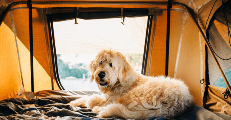 Dog-Friendly Camping Spots In Washington State For Autumn Trips