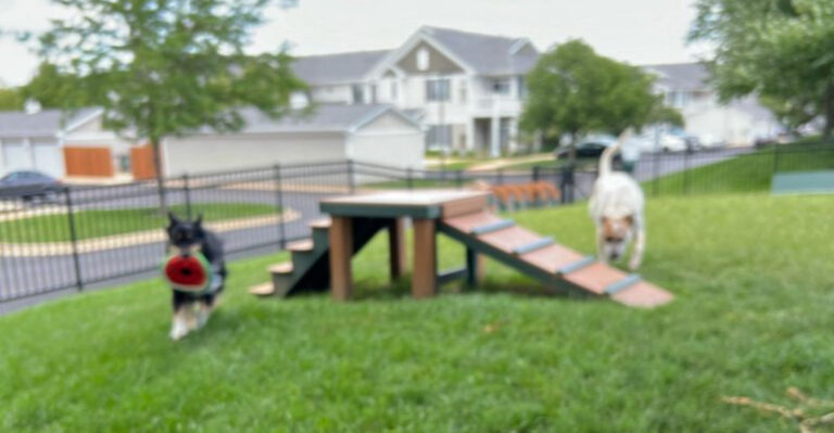 Dog-Friendly Parks In Illinois That Locals Adore