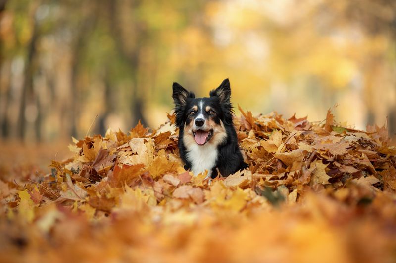 Leaf Piles For Playful Zoomies And Sniffing Enrichment