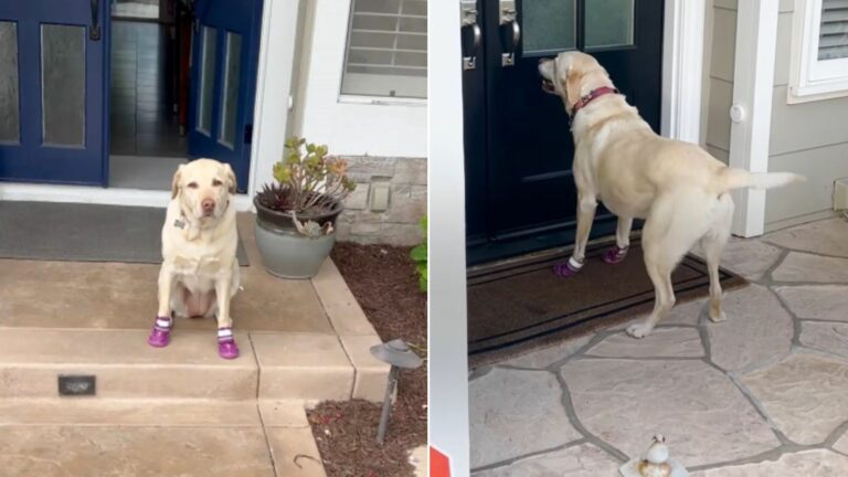 dog visiting her neighbor