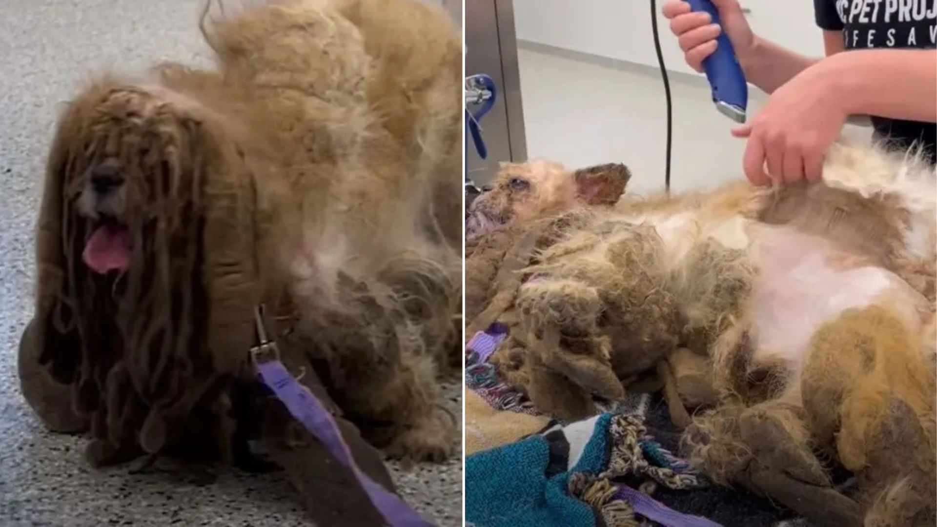 dog with severely matted fur
