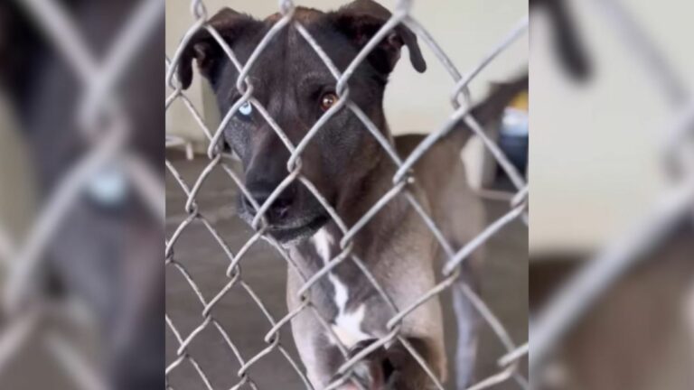 cute shelter dog