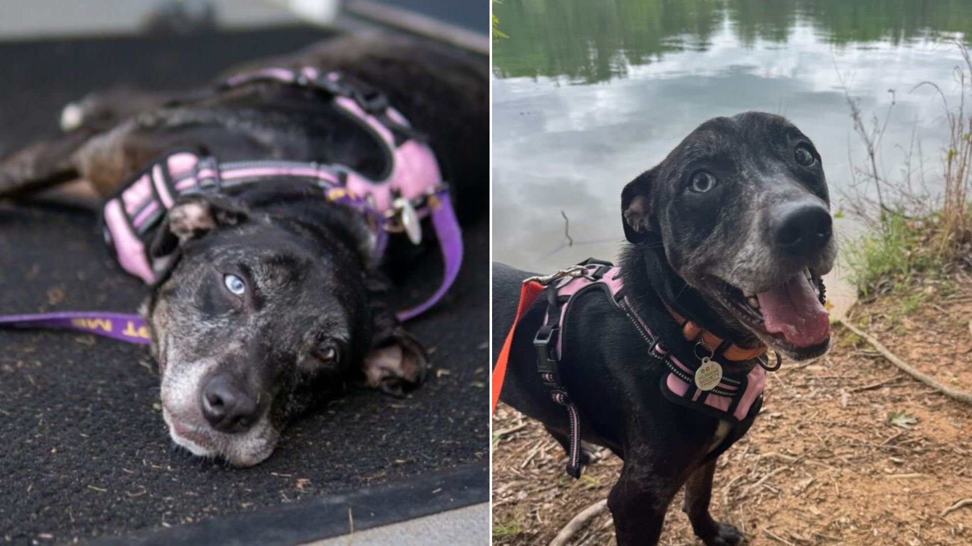 Dog’s Joy Turns To Heartbreak When The Car Pulls Back Into A Georgia Shelter