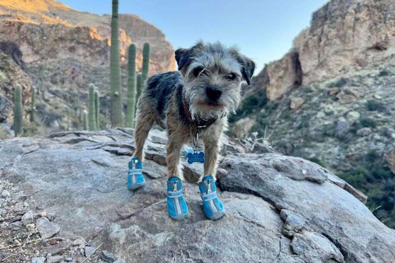 Paw Hazards From Frost, Ice, And Abrasive Rock