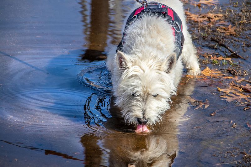 Puddle Dangers: Invisible Threats