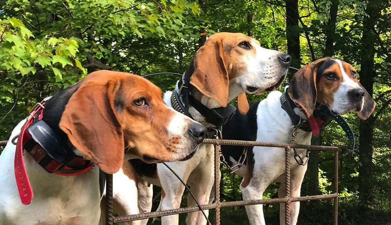 Hound-Hunting Creates Canine Traffic Jams
