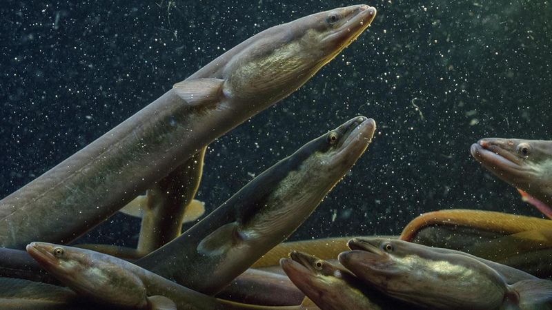 American Eels
