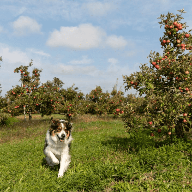 Corey Lake Orchards
