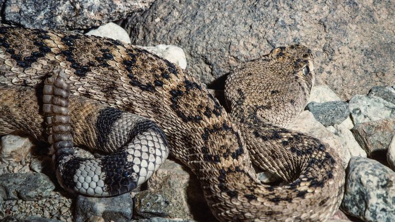 Texas Hosts A Venomous Snake Convention