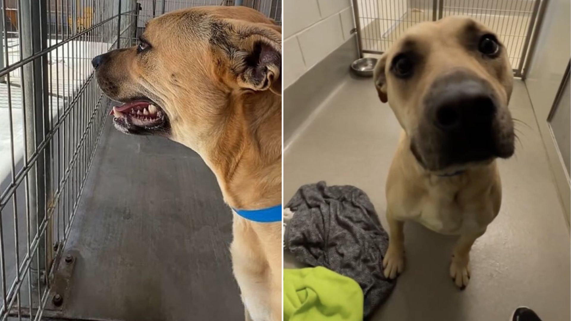dog in shelter
