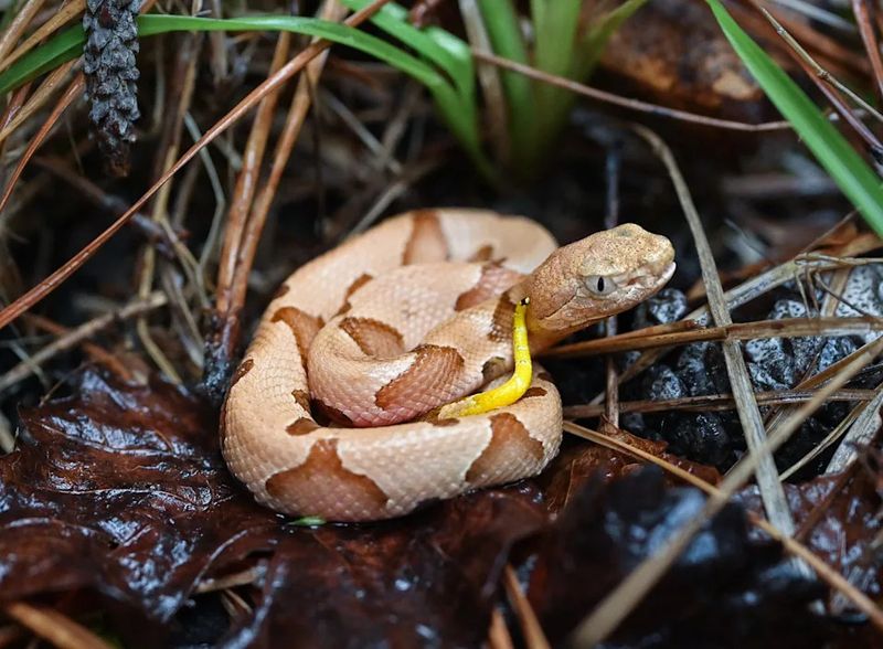 Venomous Snake Encounters During Warm Fall Days