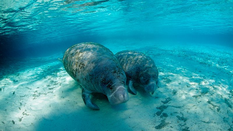West Indian Manatees