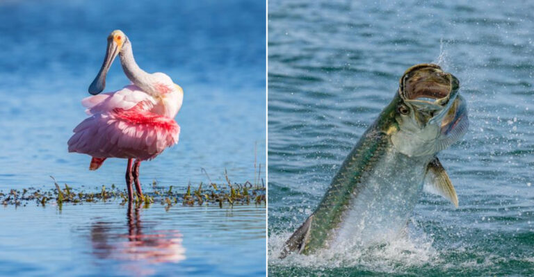 Fascinating Creatures You’ll See In Florida During Fall