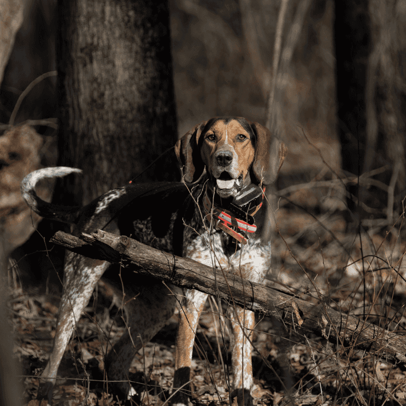 Overlap With Trapping Seasons