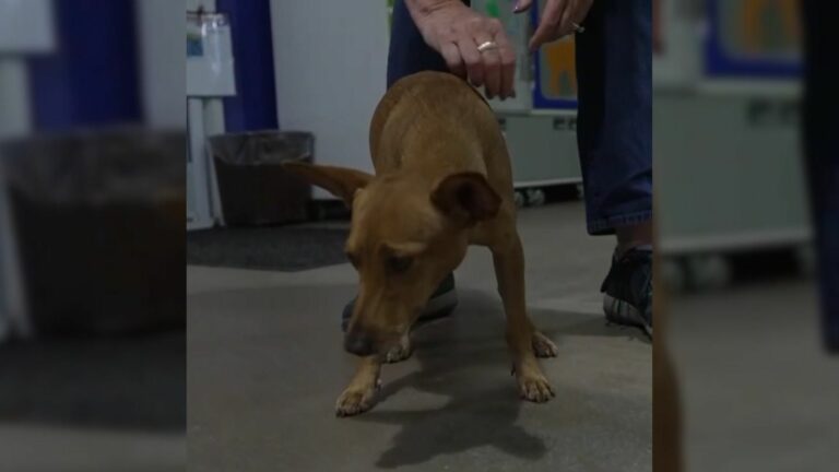 tied dog