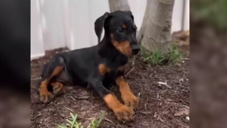 surrendered doberman puppy