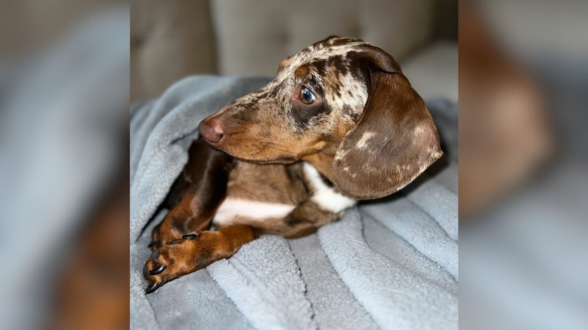 Florida Dachshund Puppy Stashes His Treats In A Spot So Obvious You Won’t Believe It