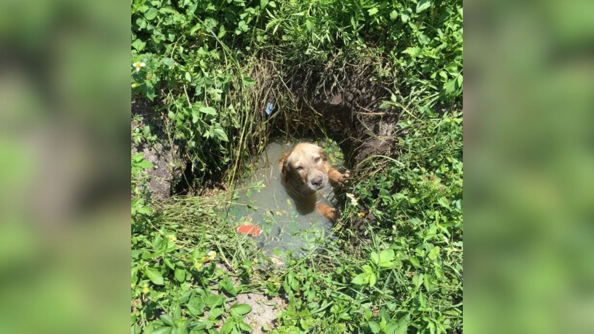 Florida Deputy Saves Terrified Puppy From Septic Drain And Makes A Life-Changing Decision