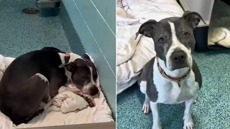 sad dog in shelter