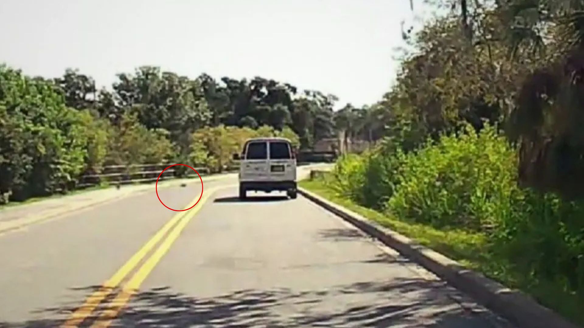 animal on the road