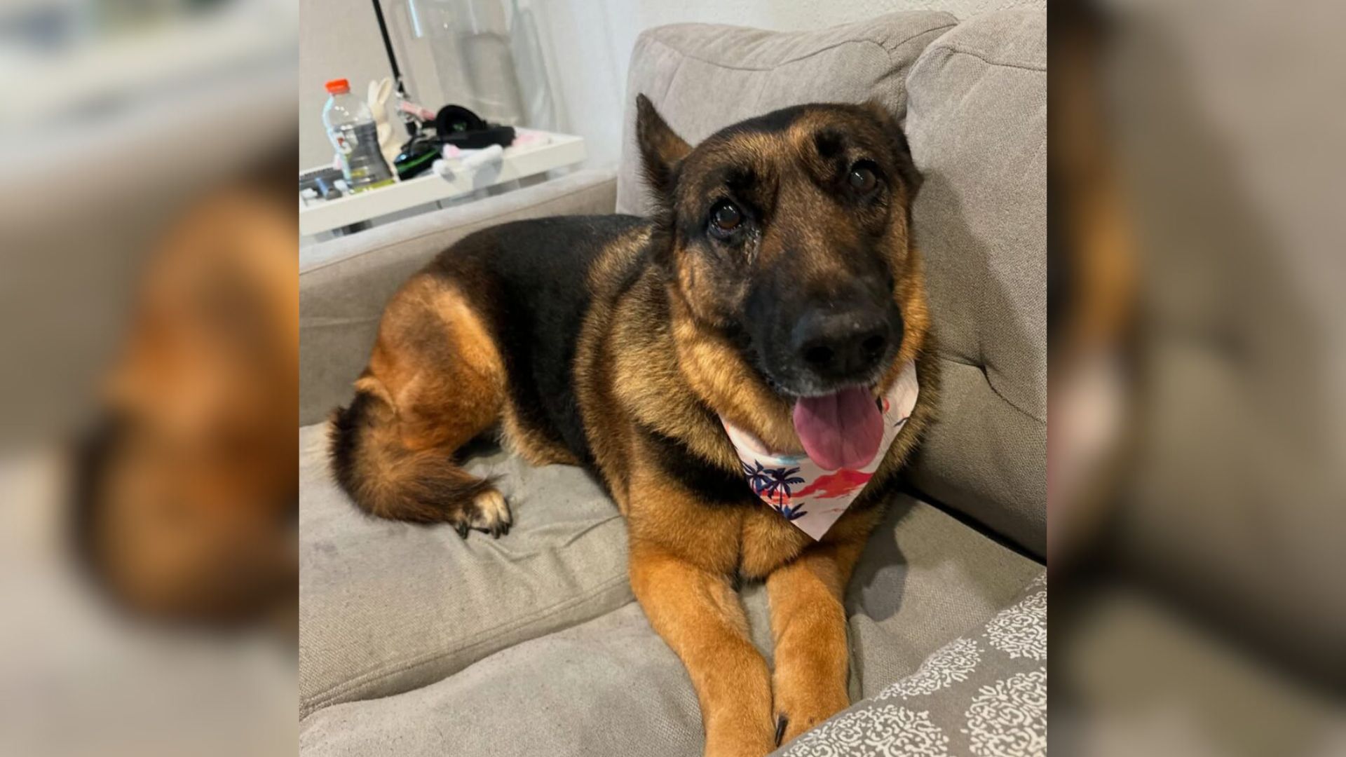 Florida German Shepherd Rescued From Neglect In A Cage Finds Love Thanks To One Girl
