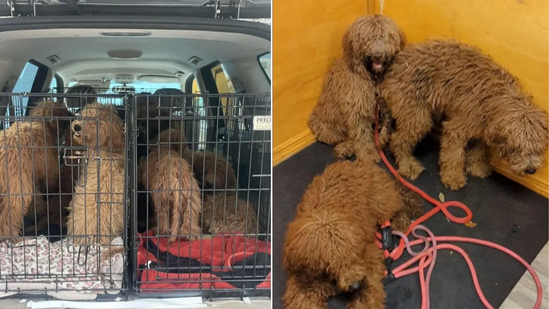 Florida Goldendoodles Left In Woods Covered In Mats Get A Life-Saving Makeover