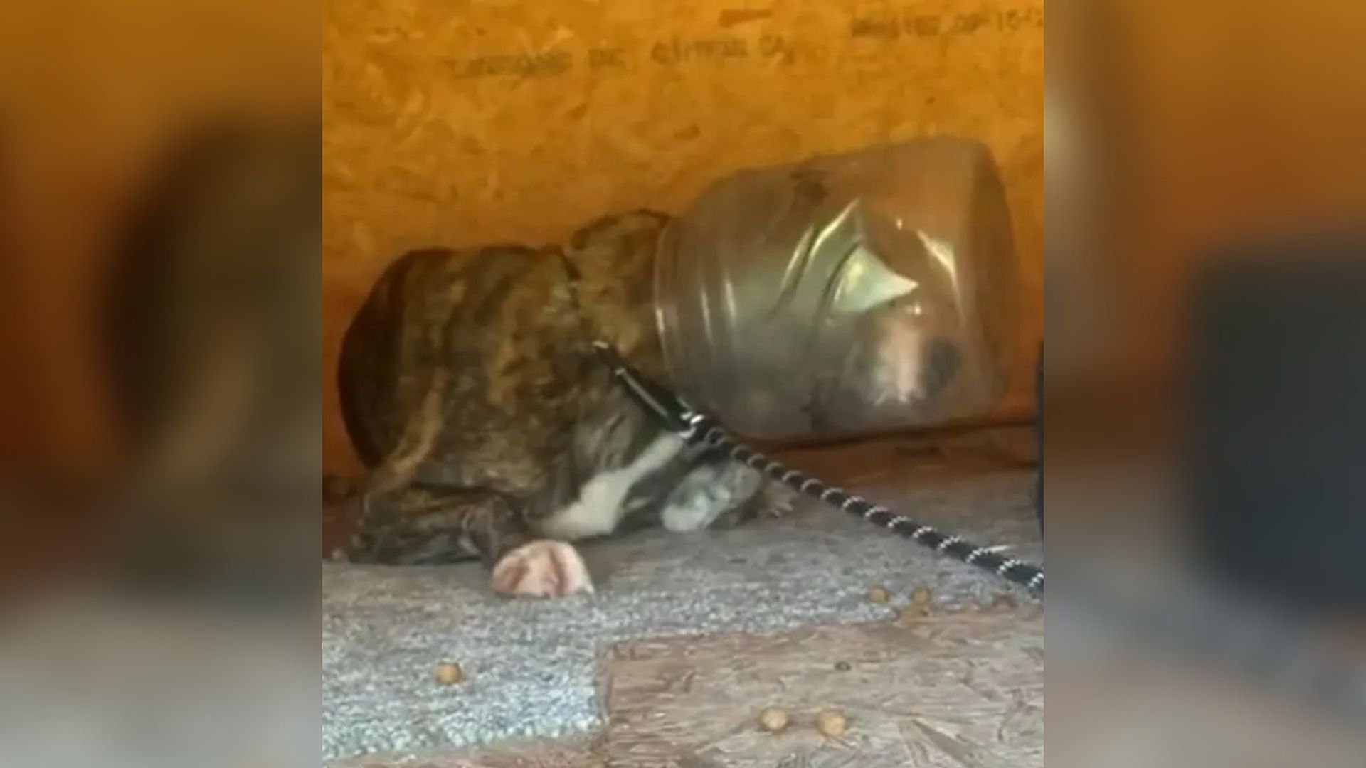 dog with his head in jug