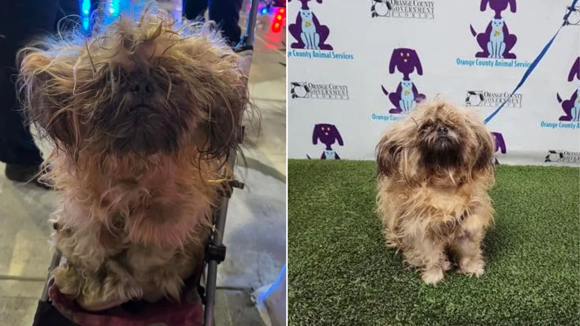 Florida Pup Rescued From Neglect Melts Hearts When His True Face Finally Appears