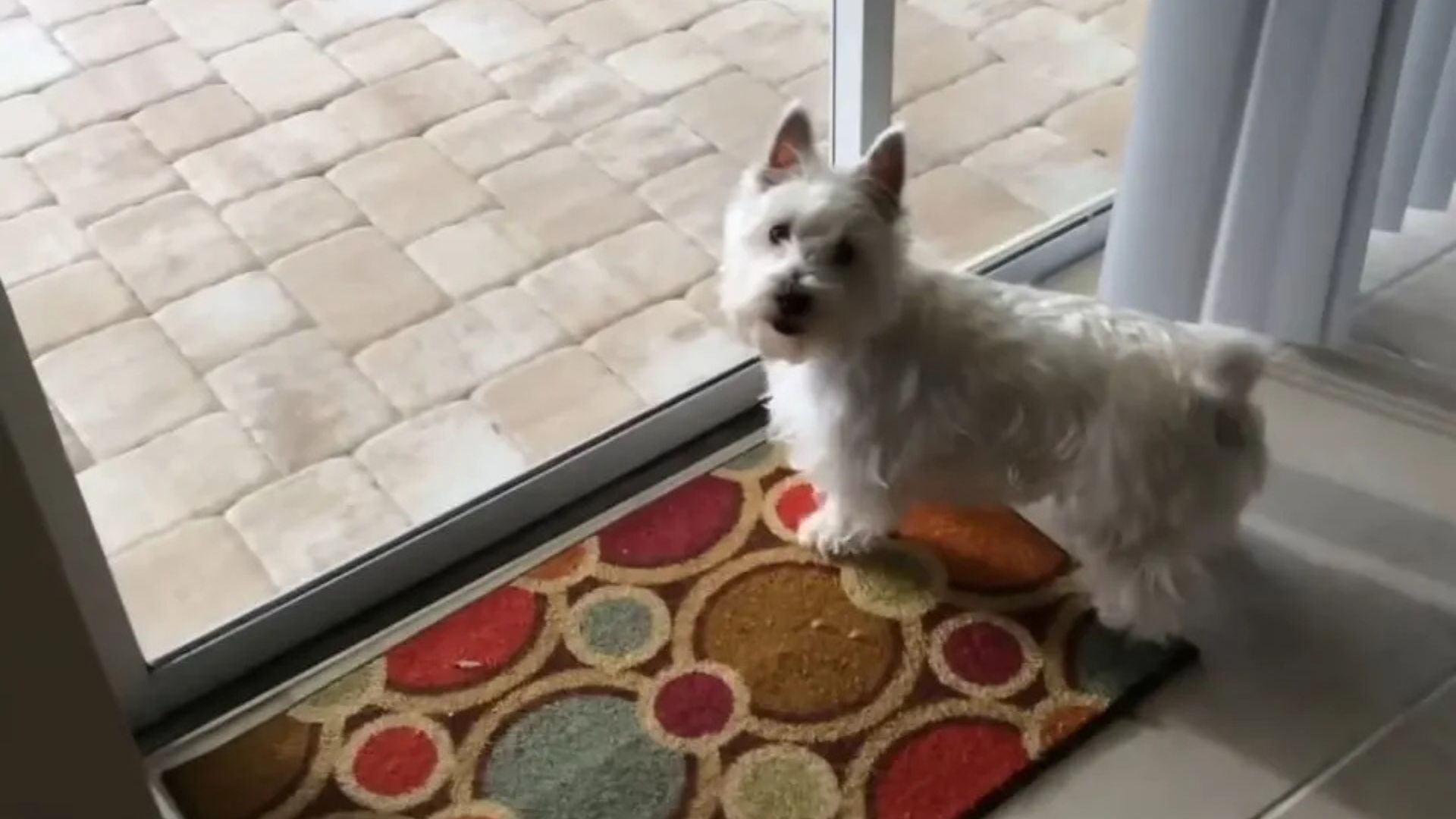 Florida Pup Steps Into Her New Home And Finds Something That Leaves Her Overjoyed