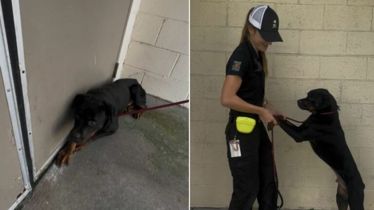 frightened florida puppy hiding in the kennel's corner