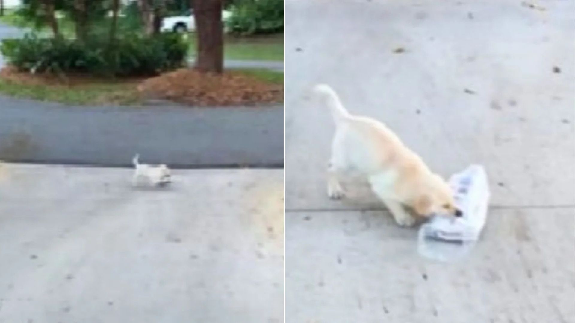 Florida Puppy Takes On A Grown-Up Task And It’s The Cutest Thing Ever