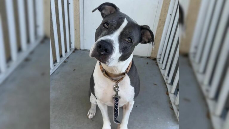 shelter dog