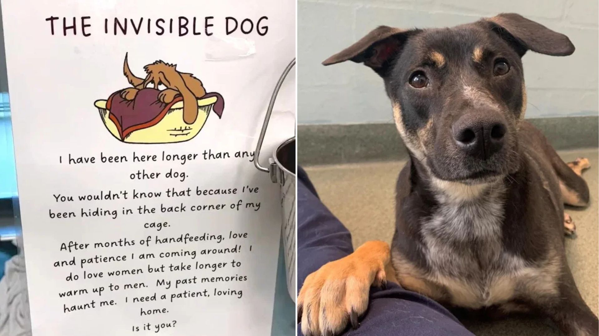 Florida Shelter Posts Heartbreaking “Invisible Dog” Sign For Overlooked Pup