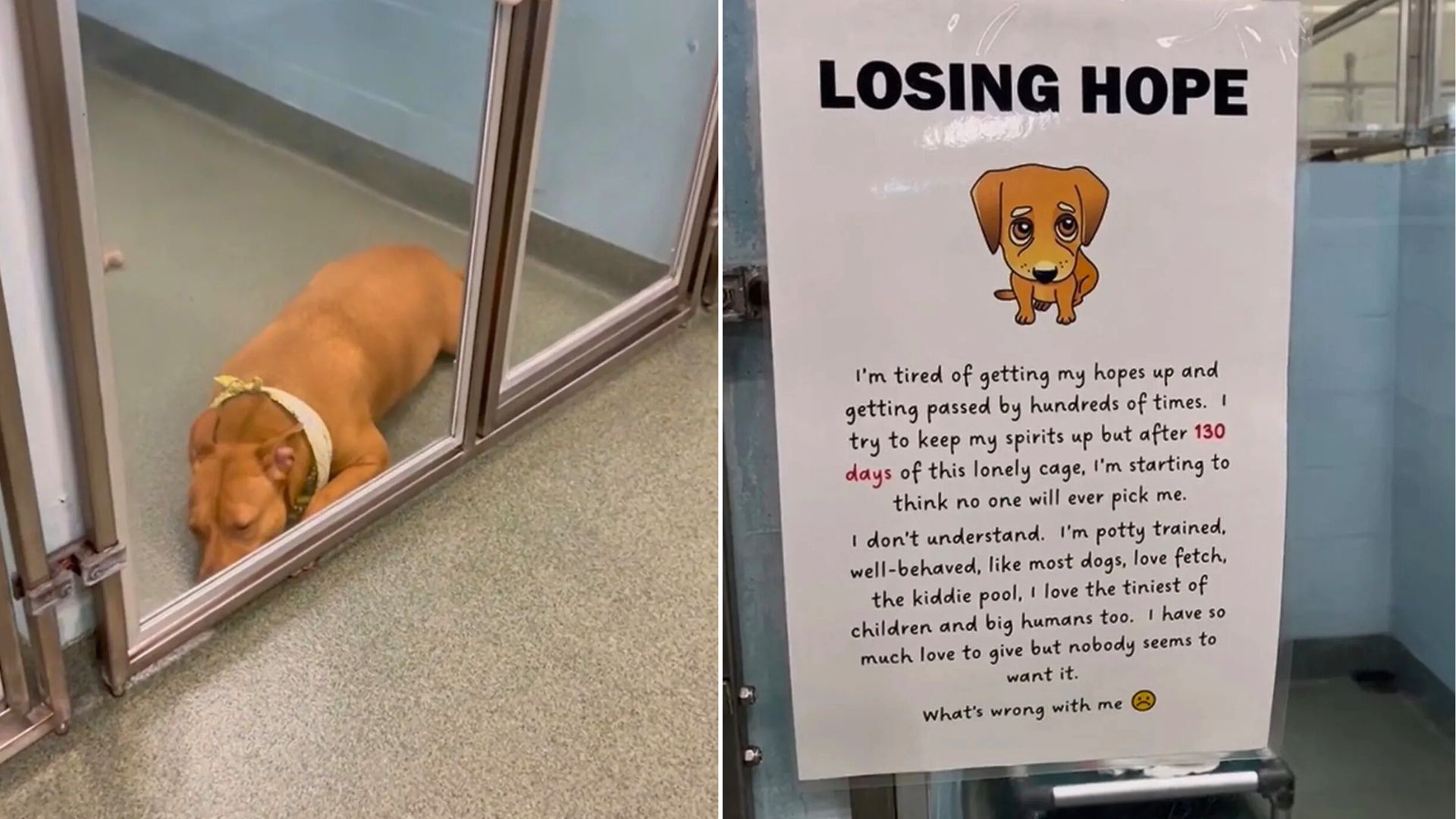 Florida Shelter Pup Loses Her Spark After 130 Days Wondering If Anyone Will Ever Choose Her