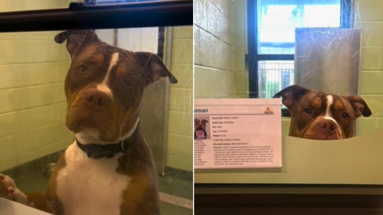 shelter dog