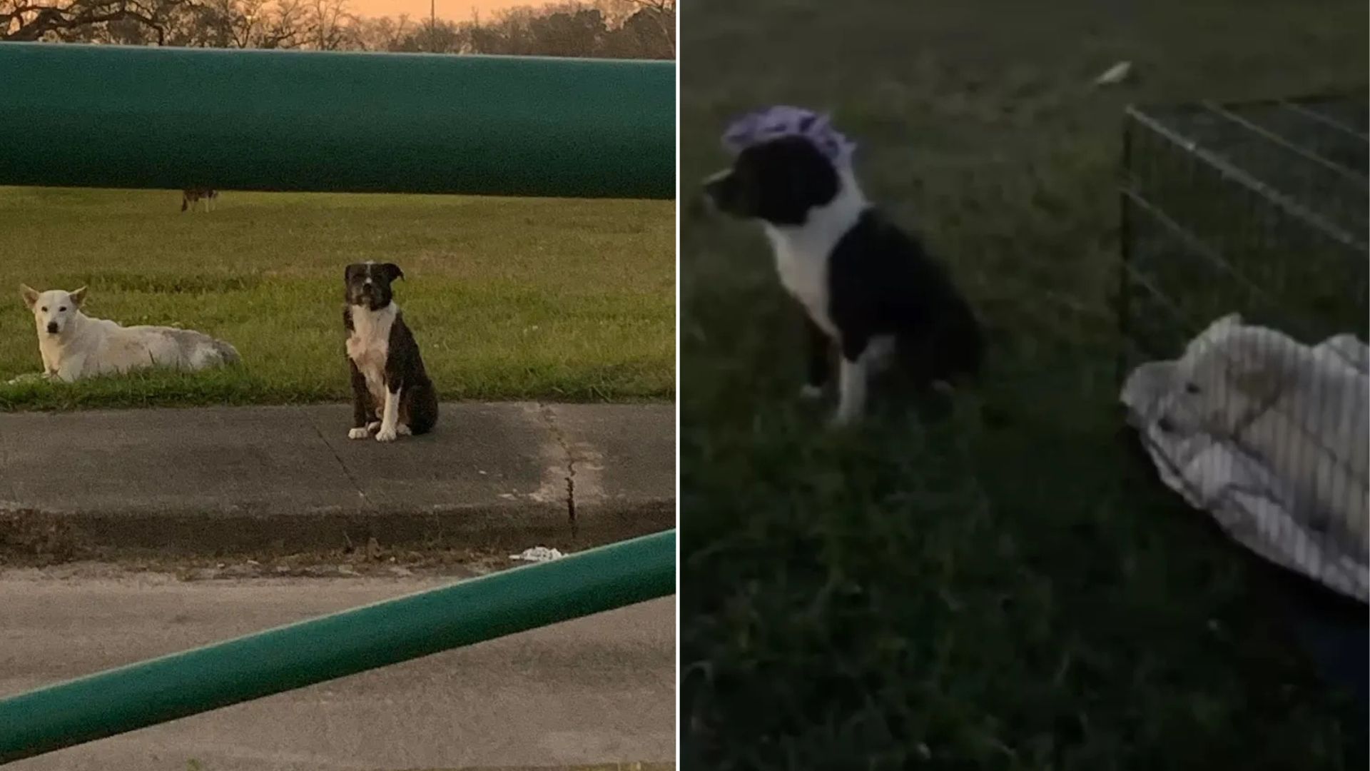 Florida Stray Dog Guards His Hurt Friend Refusing To Leave Her Alone Until Help Finally Comes