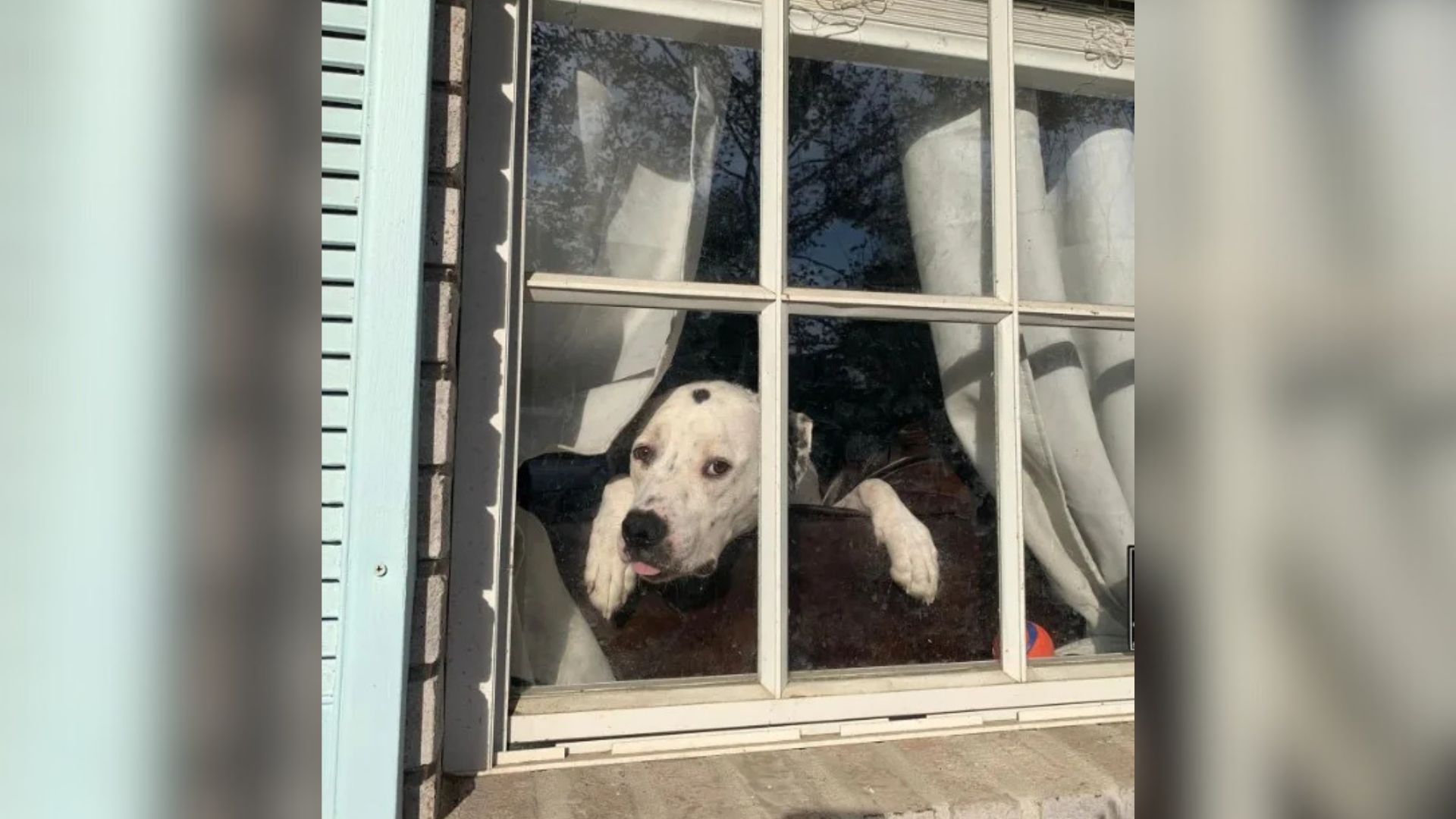Florida UPS Driver Makes Woman’s Day By Sharing A Touching Compliment About Her Dog