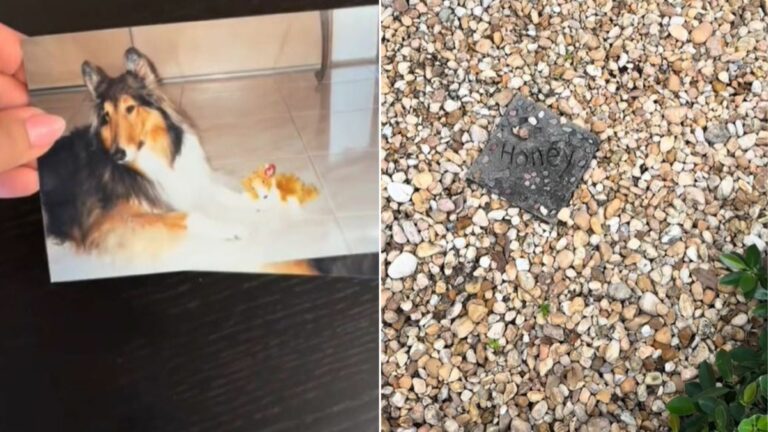 dog grave