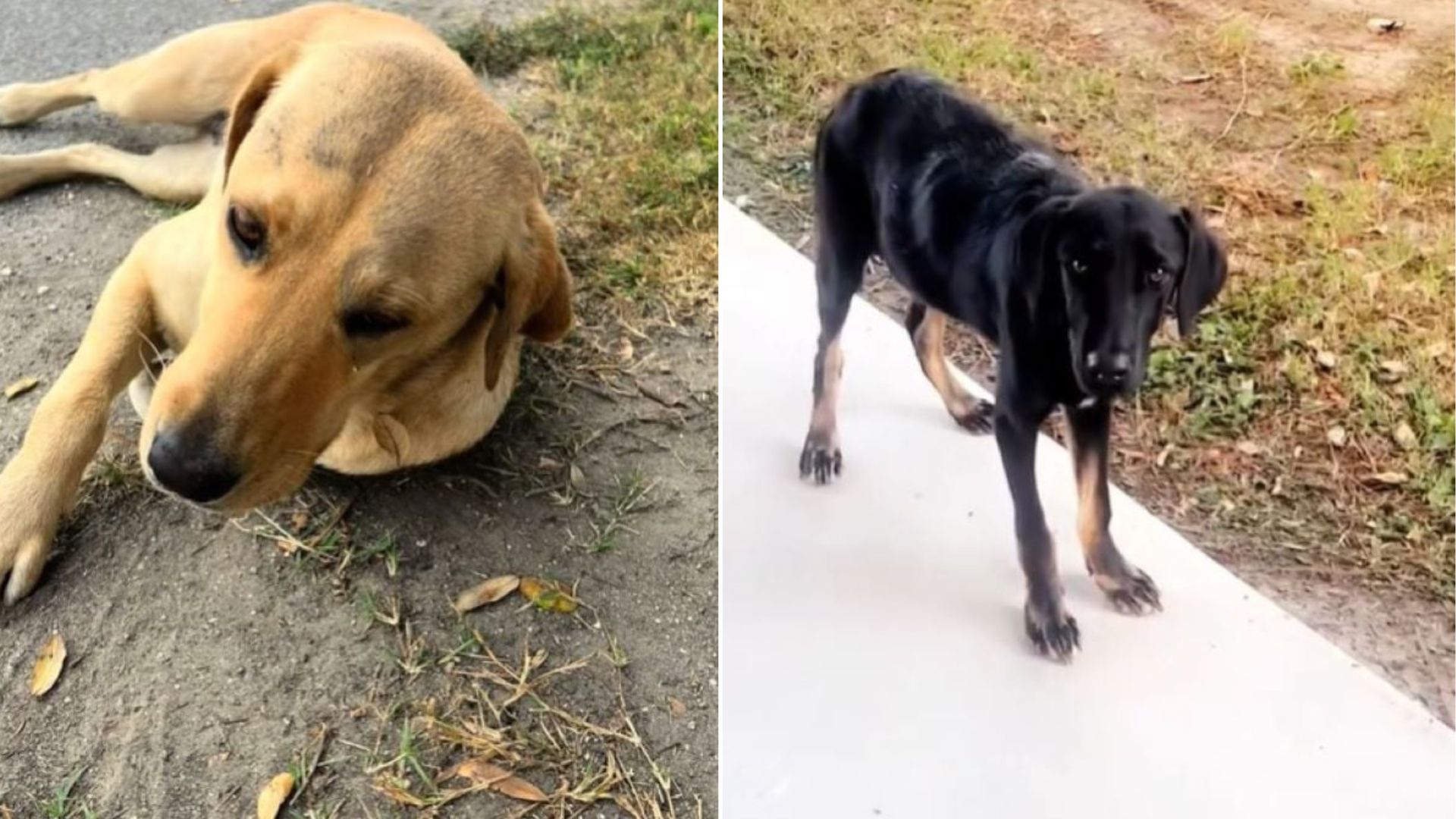 Florida Woman Finds Two Strays, Takes One Home, But Soon Realizes The Story Isn’t Complete